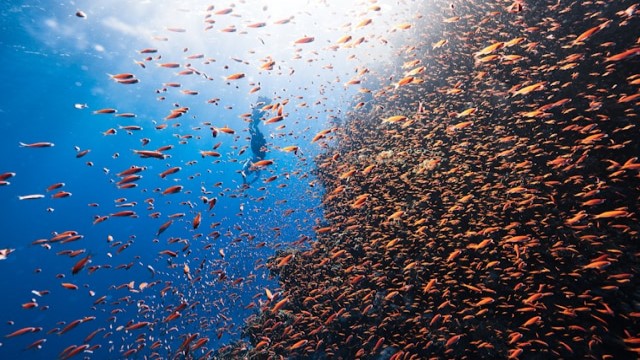 Biodiversity